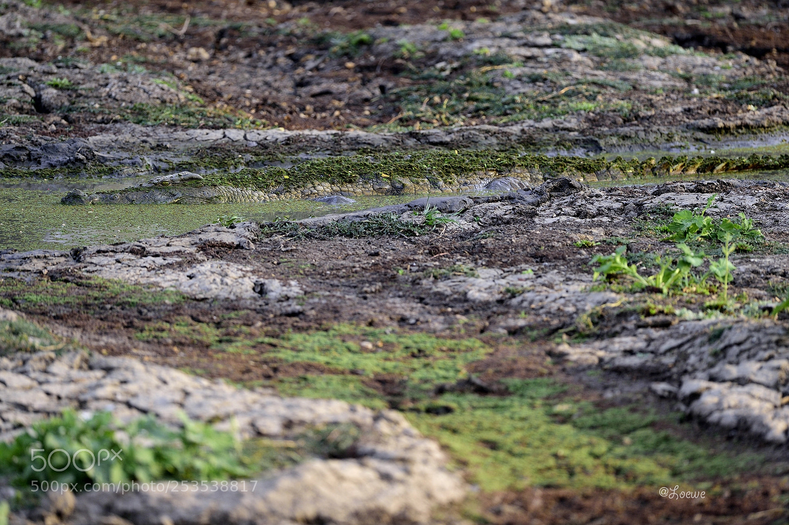 Nikon D4S sample photo. Camouflage photography