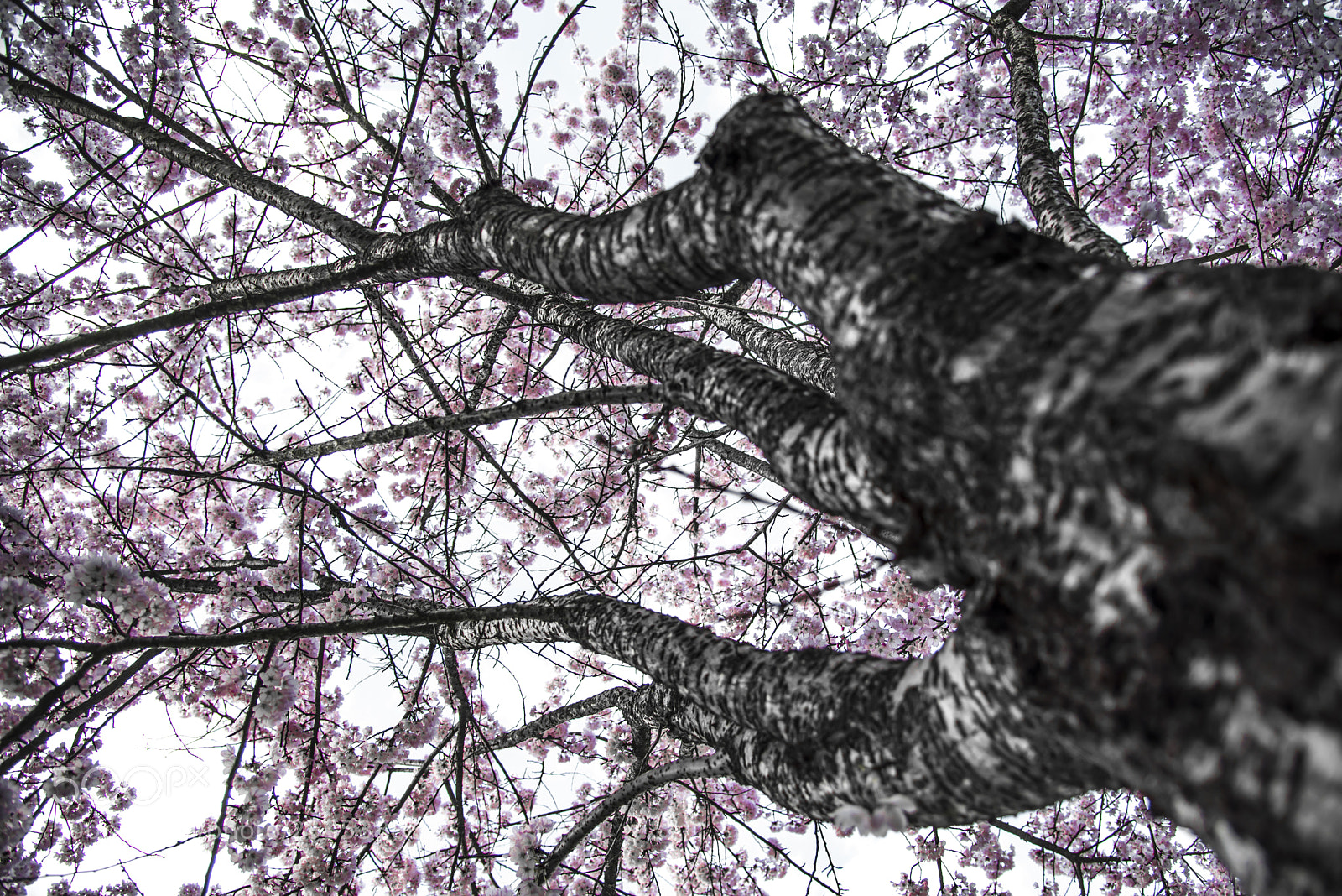 Nikon D750 sample photo. Cherry blossoms it s photography