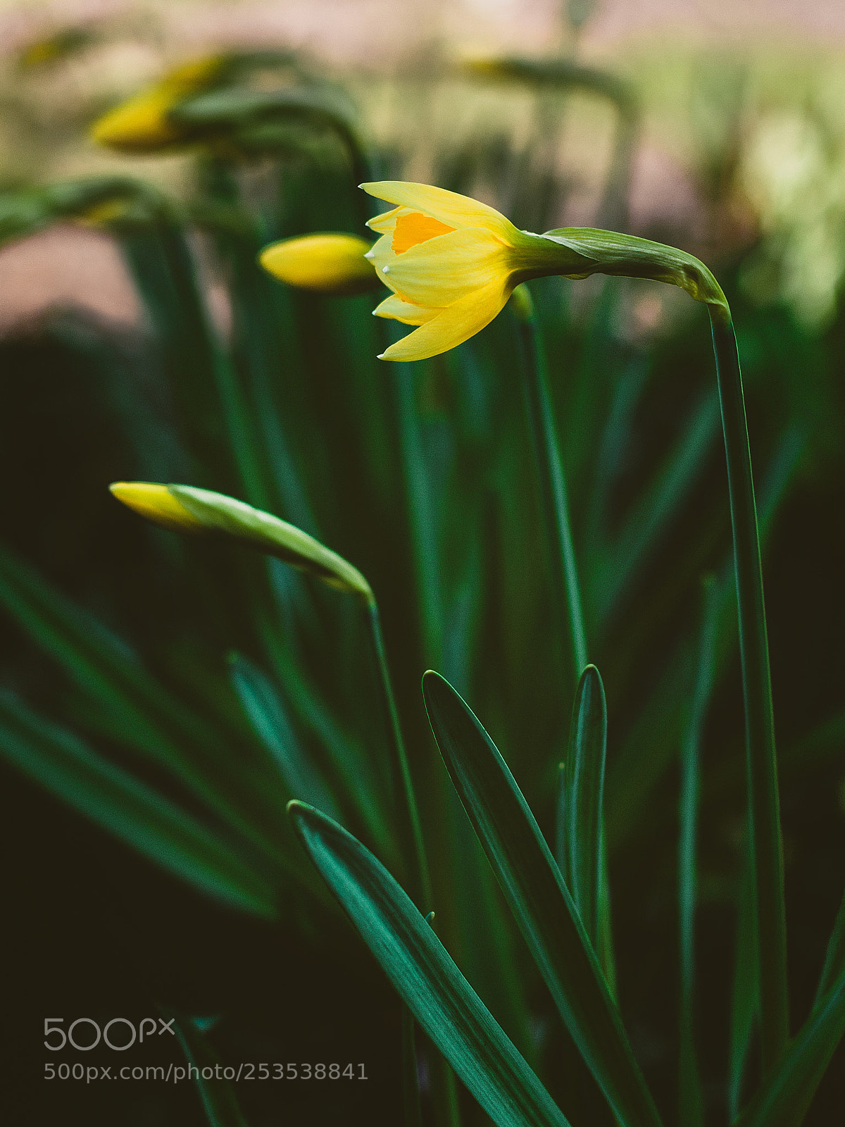 Nikon D300S sample photo. Yellow on green photography