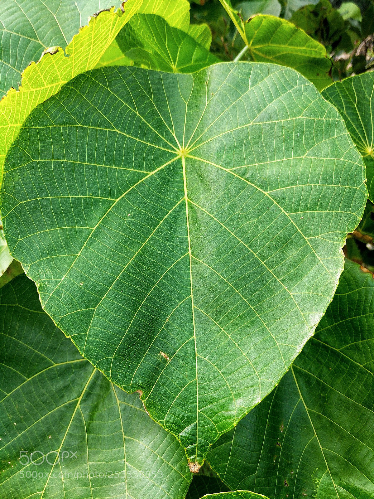 Google Pixel XL sample photo. Leaf photography