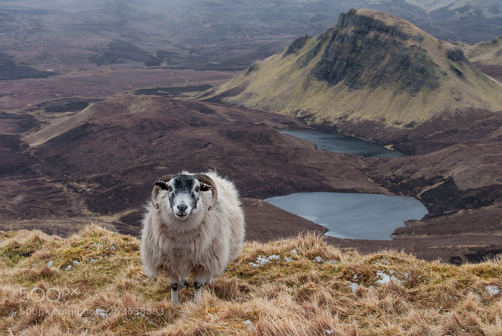 Nikon D3000 sample photo. Sheep in the quiraing photography