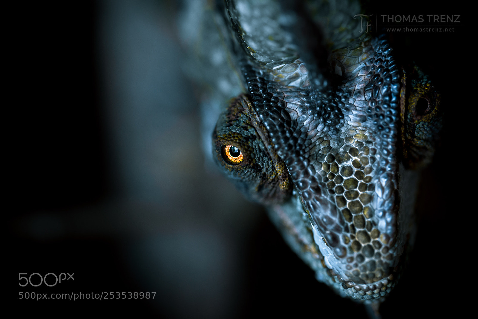 Nikon D600 sample photo. Eye control photography