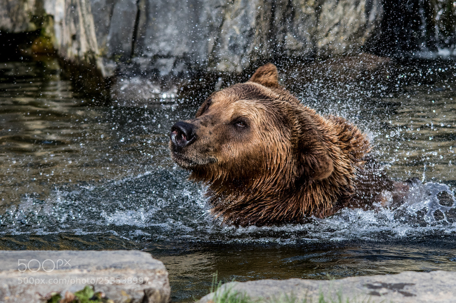 Canon EOS 7D Mark II sample photo. Bear bathing photography
