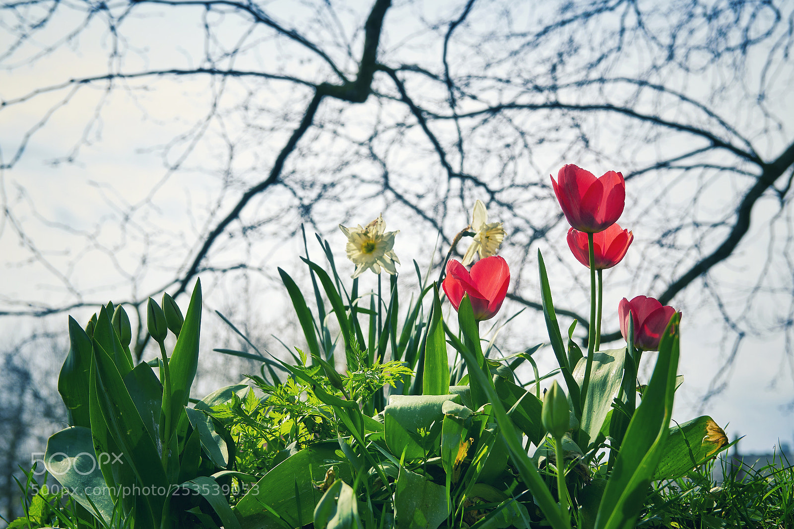 Sony ILCA-77M2 sample photo. Spring flowers photography