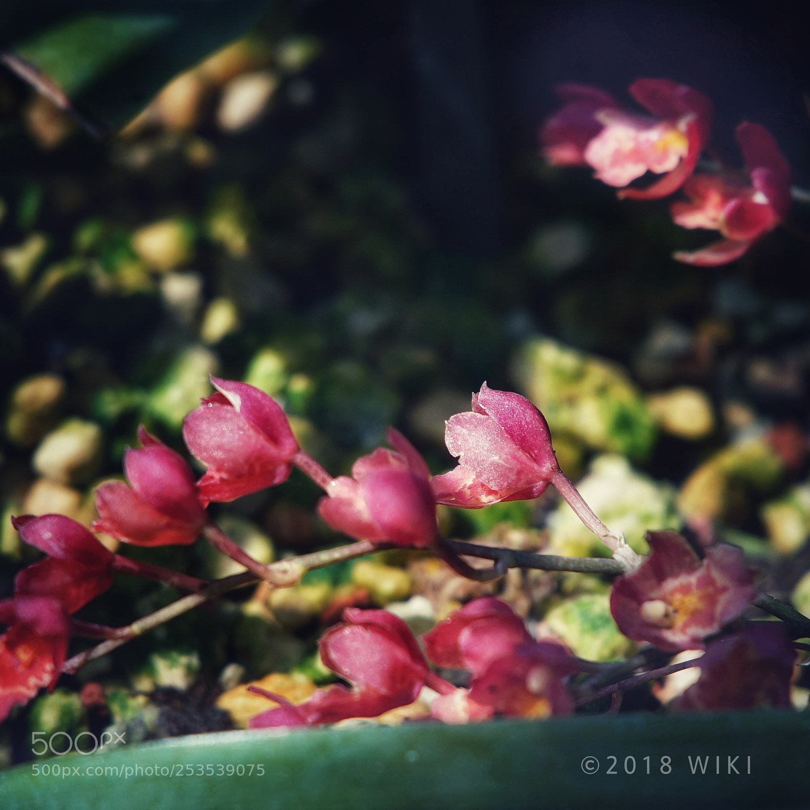 Sony a5100 sample photo. Orchid photography