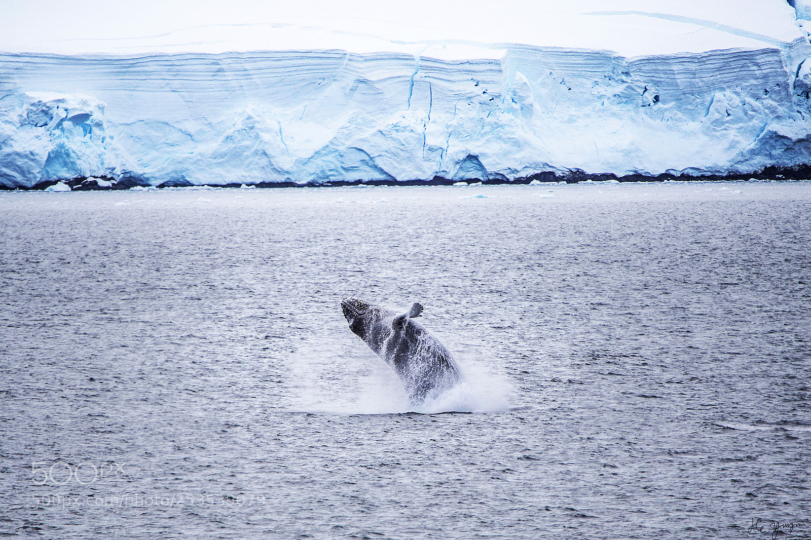 Canon EOS 5D Mark IV sample photo. Humpback whale jumping out photography