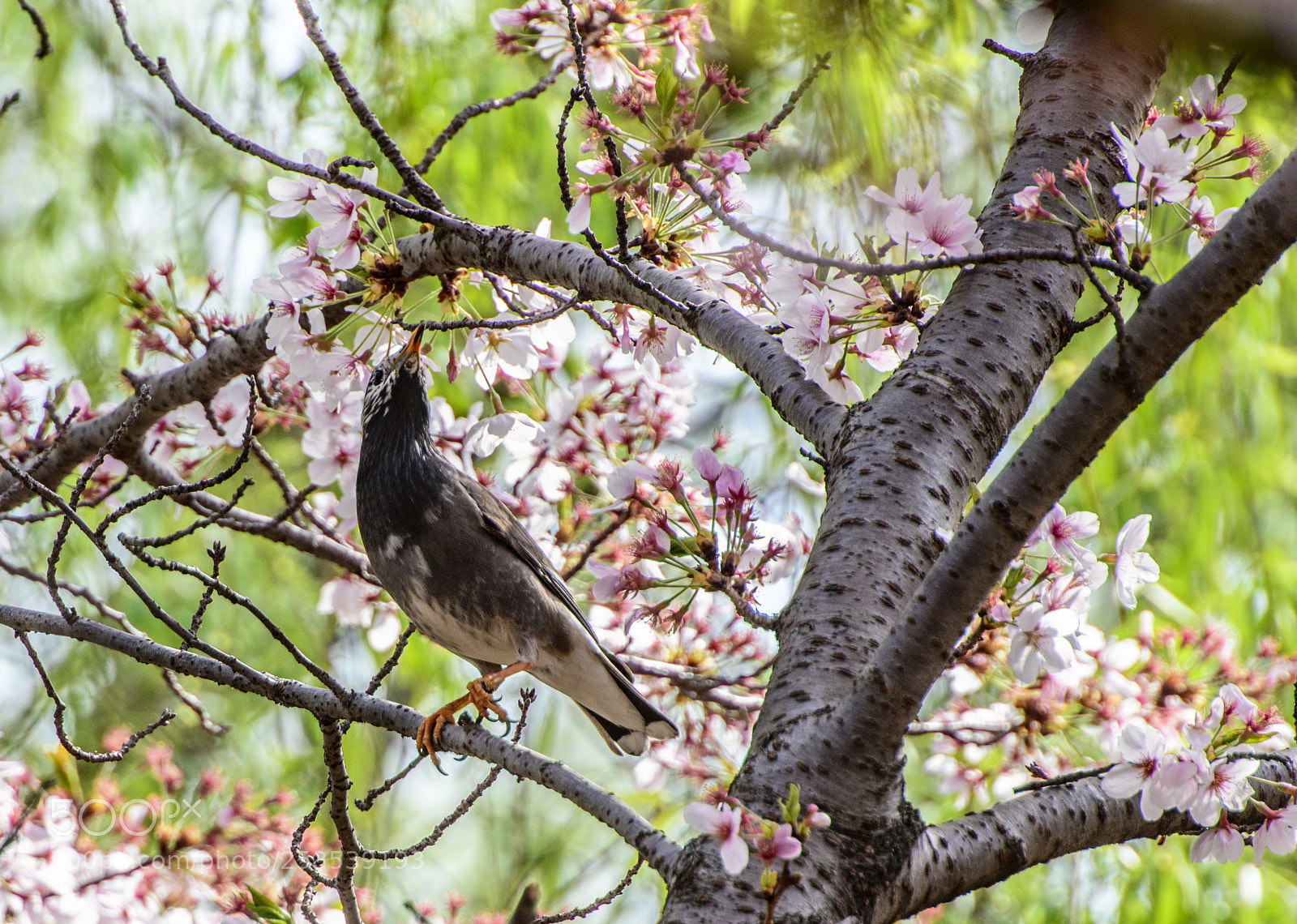 Nikon D850 sample photo. Sakura and bird photography