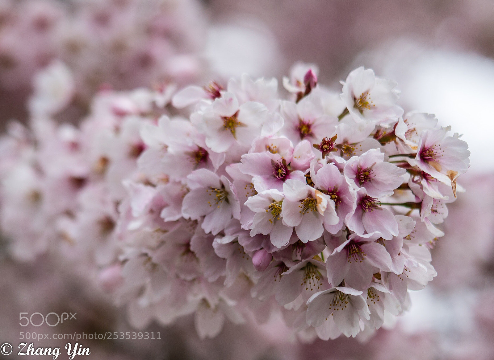 Sony a7R II sample photo. Untitled photography