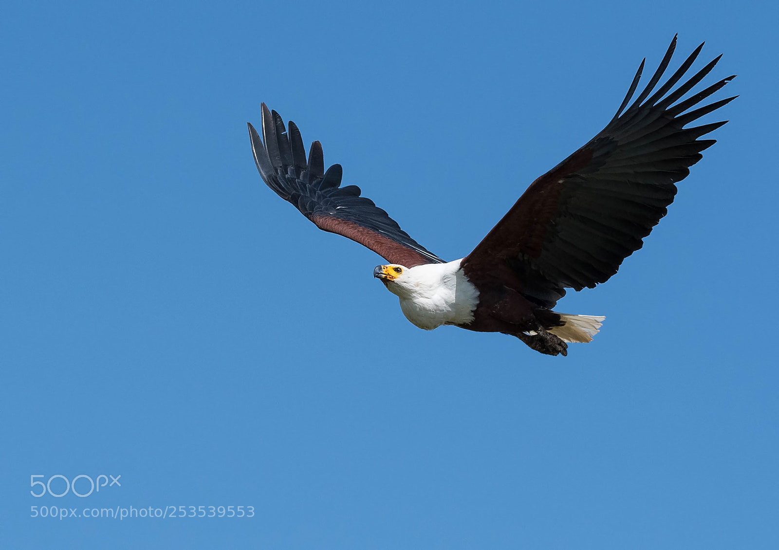 Nikon D500 sample photo. African fishing eagle photography