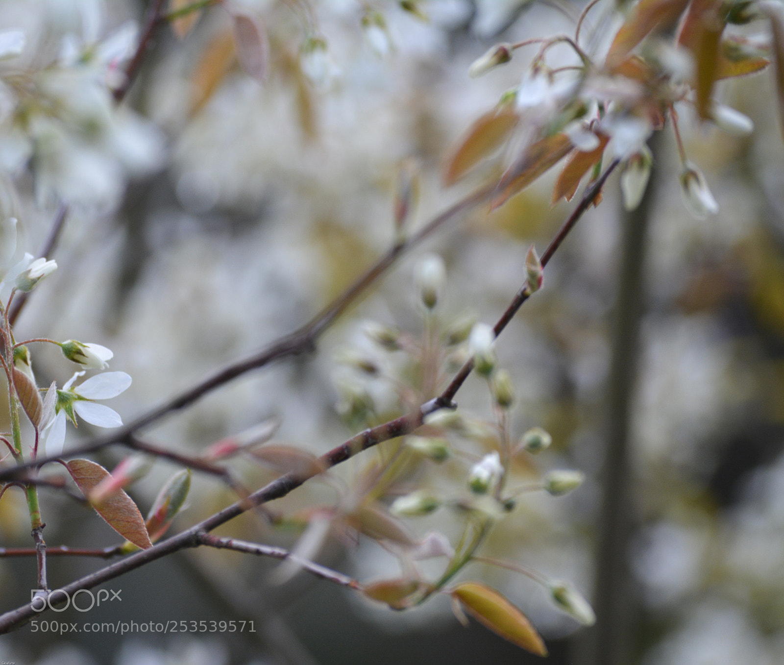 Nikon D5200 sample photo. Ephemeral photography
