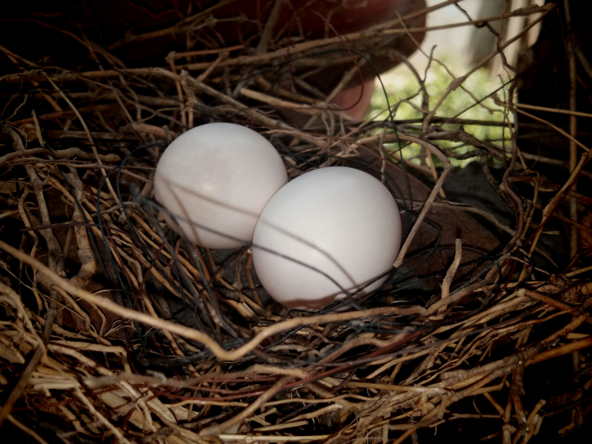 vivo Y55s sample photo. Eggs in the nest photography