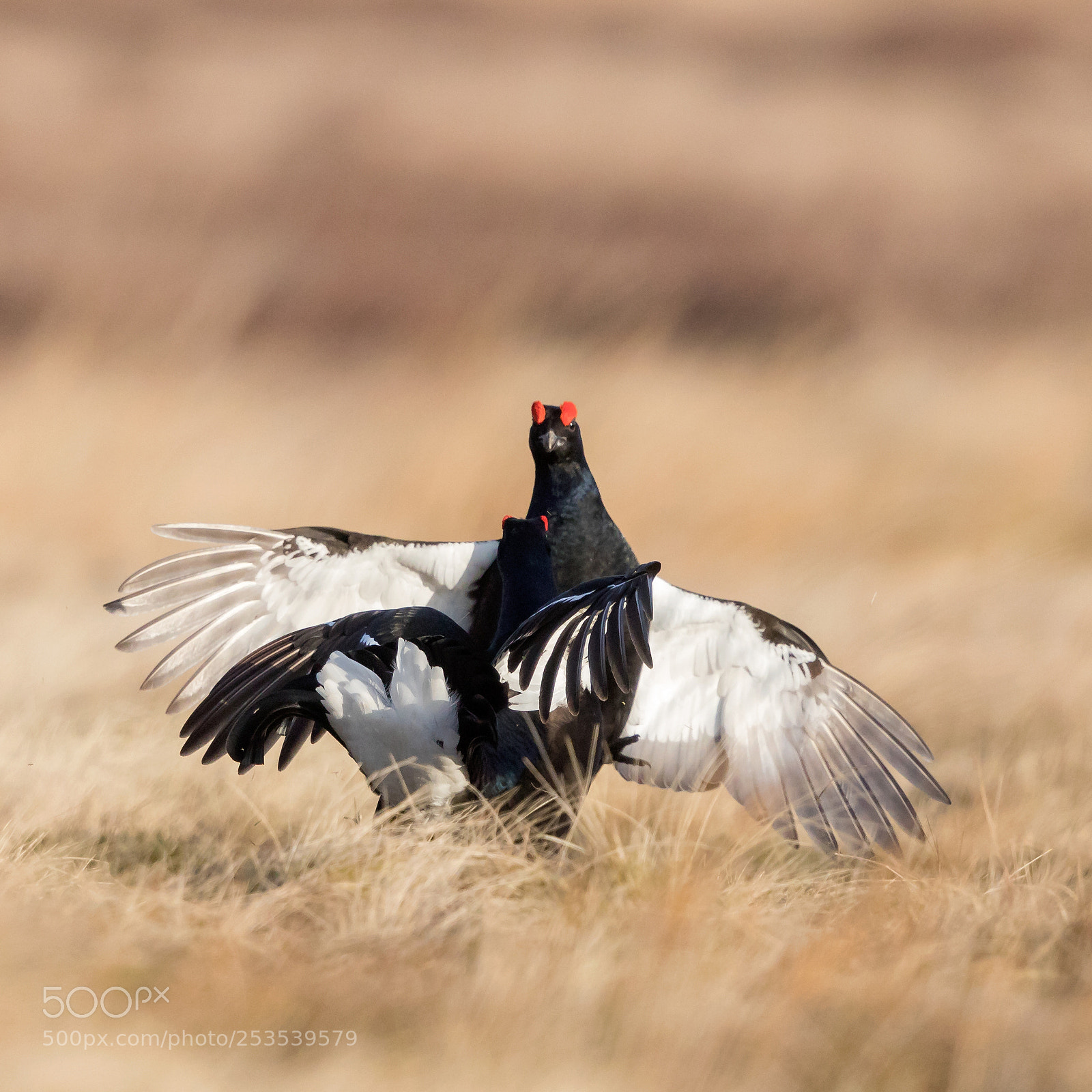 Canon EOS 5D Mark IV sample photo. Black grouse lek photography