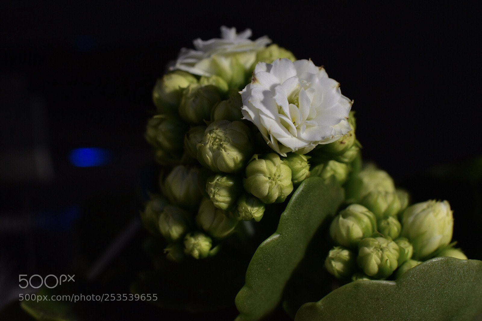 Nikon D5500 sample photo. Untitled photography
