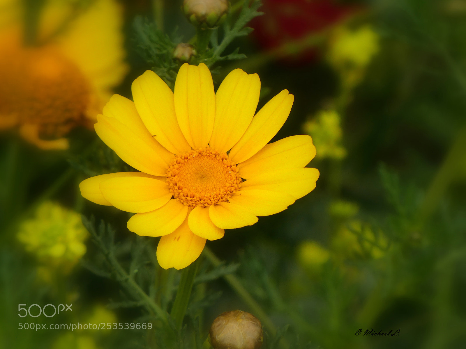 Panasonic DMC-TZ81 sample photo. Yellow photography