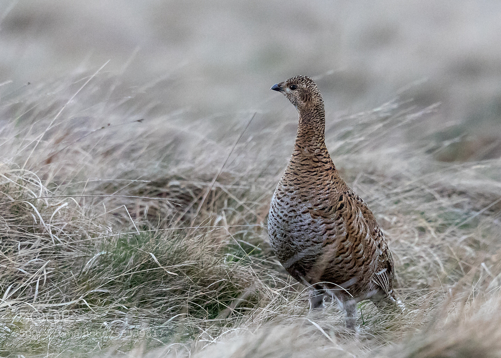 Canon EOS 5D Mark IV sample photo. Female black grouse photography