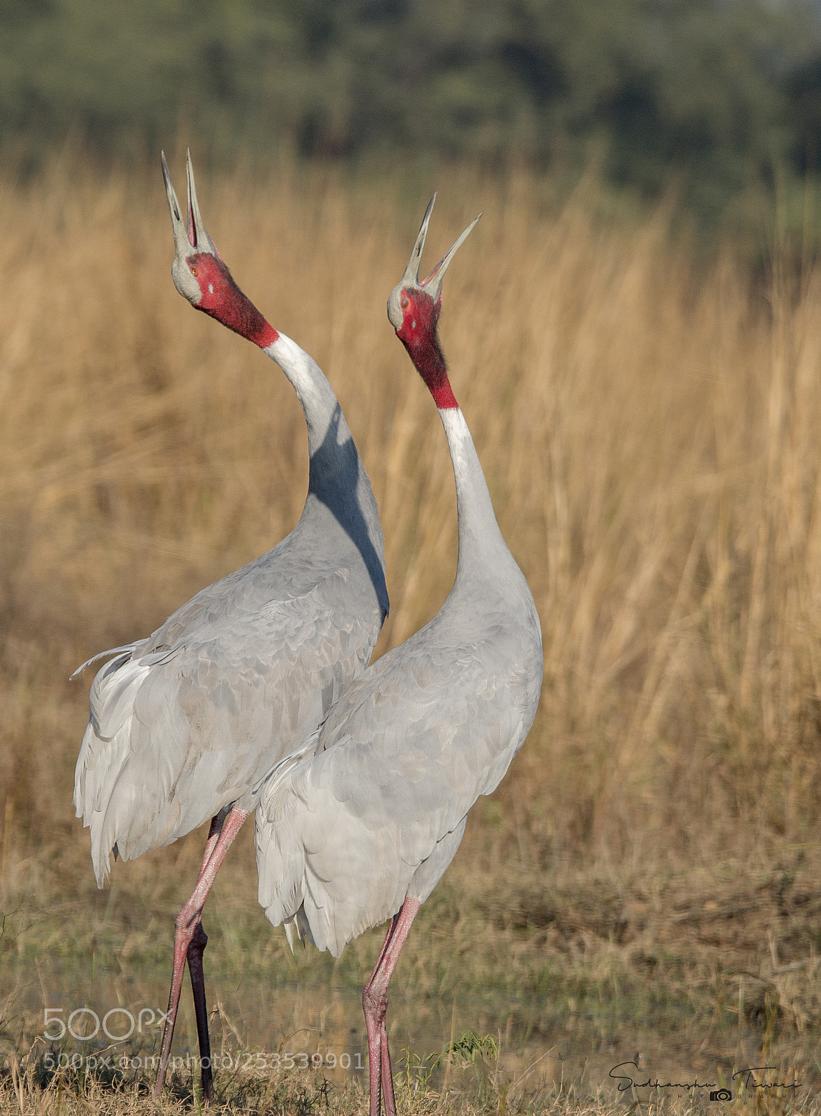 Canon EOS 70D sample photo. Sarus call... photography