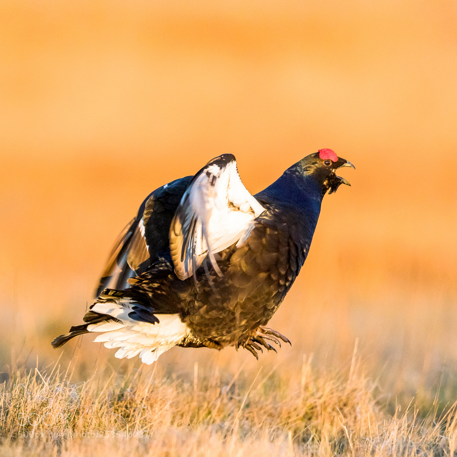 Canon EOS 5D Mark IV sample photo. Black grouse flutter jump photography