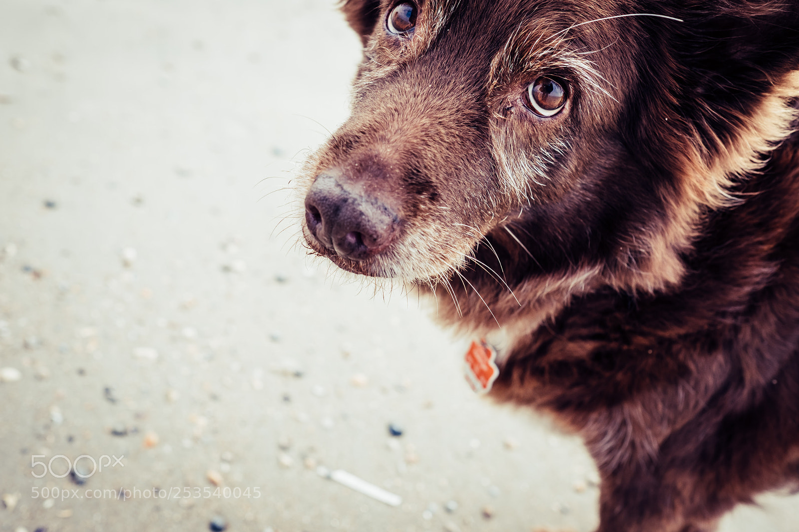 Fujifilm X-Pro2 sample photo. Mausemaus photography