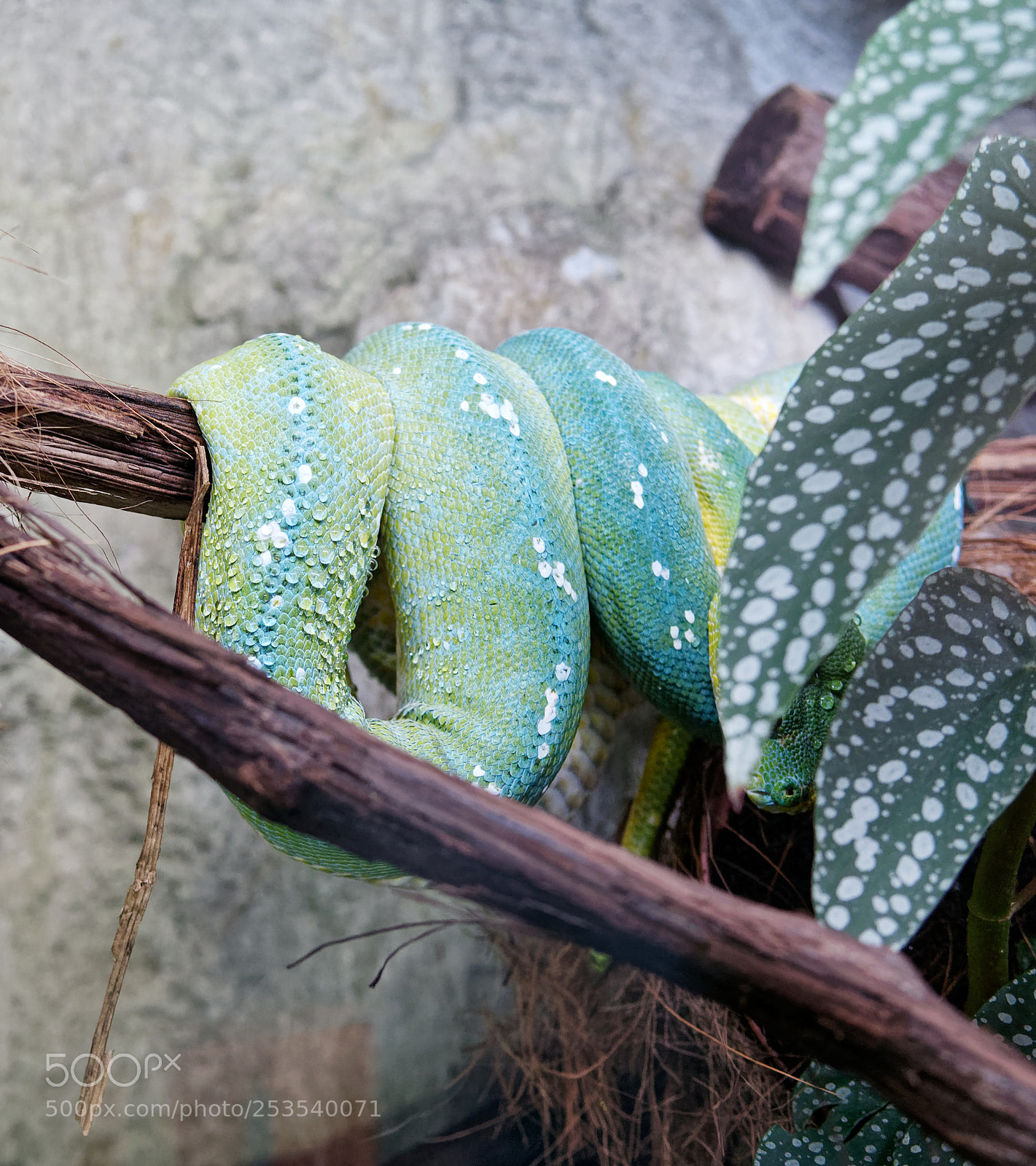 Panasonic Lumix DMC-GX85 (Lumix DMC-GX80 / Lumix DMC-GX7 Mark II) sample photo. Detail of green python photography
