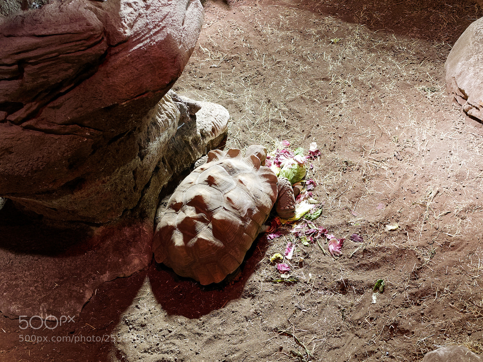 Panasonic Lumix DMC-GX85 (Lumix DMC-GX80 / Lumix DMC-GX7 Mark II) sample photo. Detail of african turtle photography