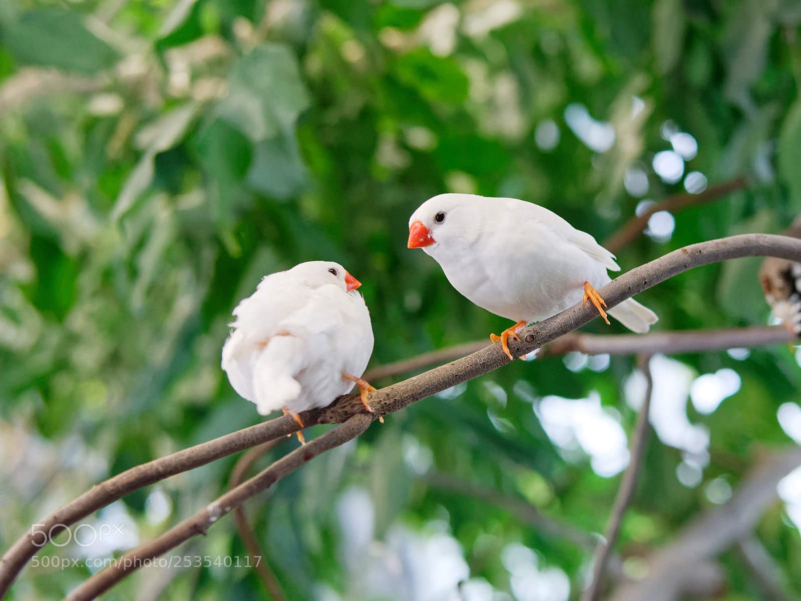 Panasonic Lumix DMC-GX85 (Lumix DMC-GX80 / Lumix DMC-GX7 Mark II) sample photo. Nice zebra finch inside photography