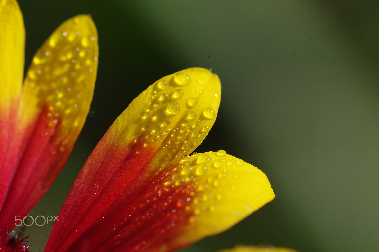 Pentax smc D-FA 100mm F2.8 Macro WR sample photo. Droplets photography