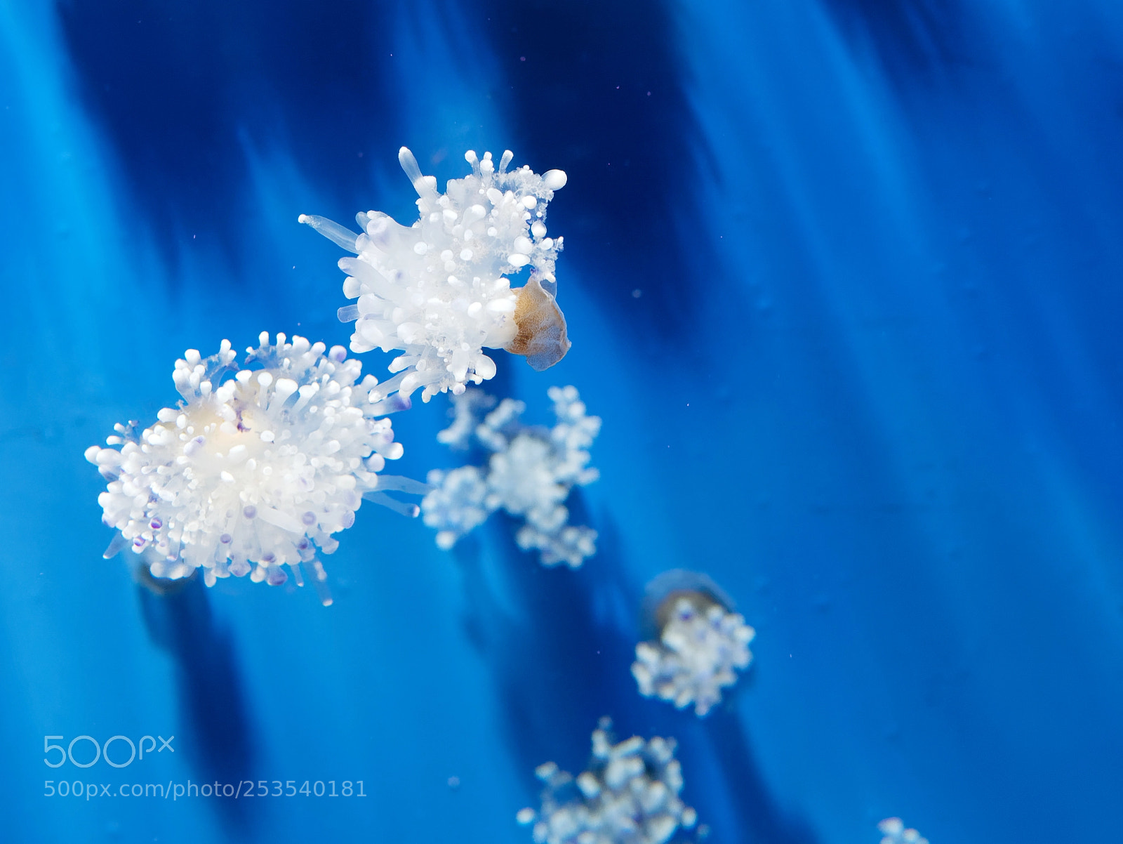 Panasonic Lumix DMC-GX85 (Lumix DMC-GX80 / Lumix DMC-GX7 Mark II) sample photo. Detail of jellyfish in photography