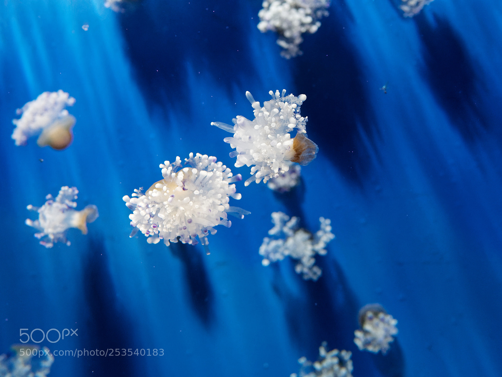 Panasonic Lumix DMC-GX85 (Lumix DMC-GX80 / Lumix DMC-GX7 Mark II) sample photo. Detail of jellyfish in photography