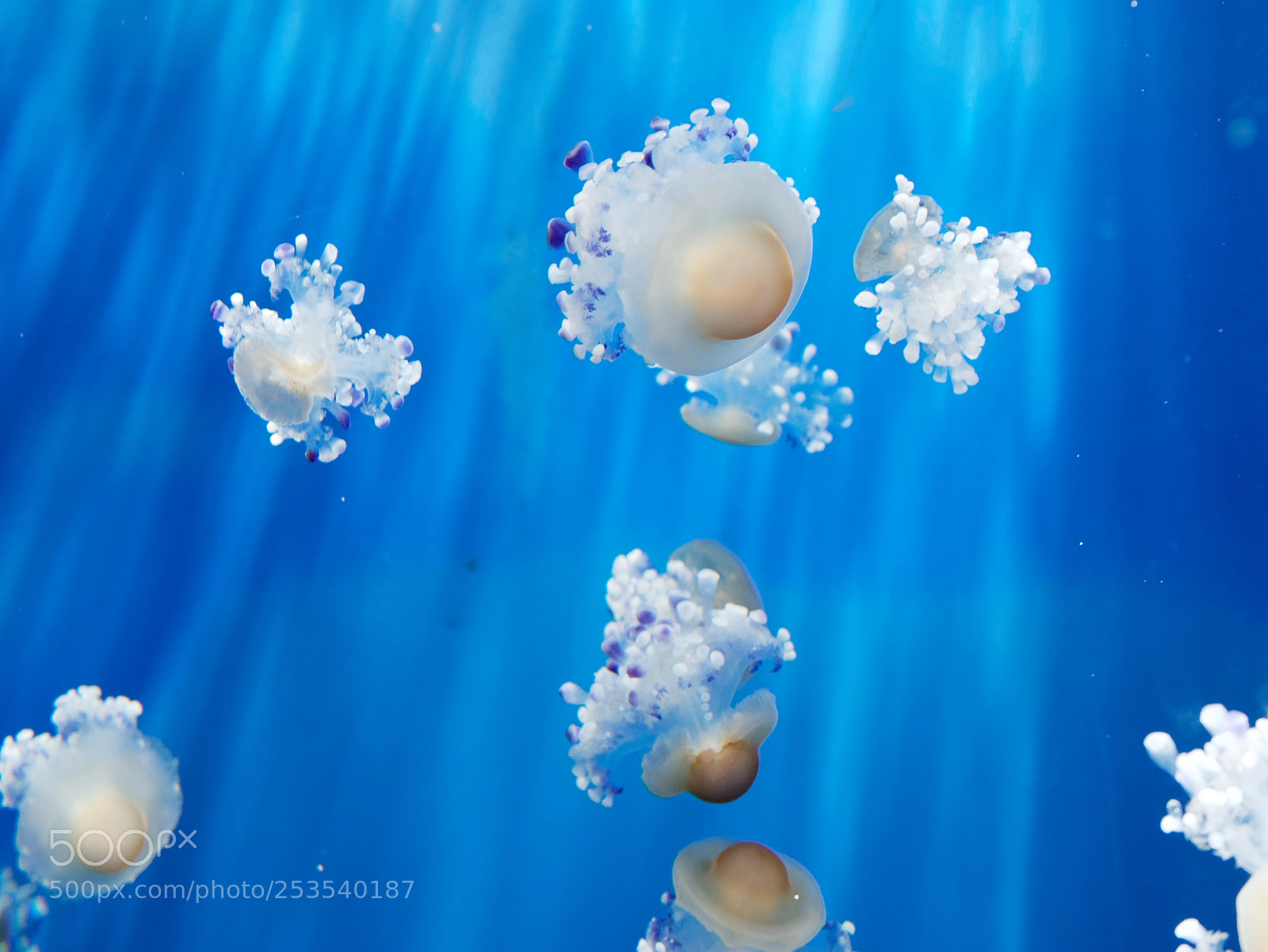 Panasonic Lumix DMC-GX85 (Lumix DMC-GX80 / Lumix DMC-GX7 Mark II) sample photo. Detail of jellyfish in photography