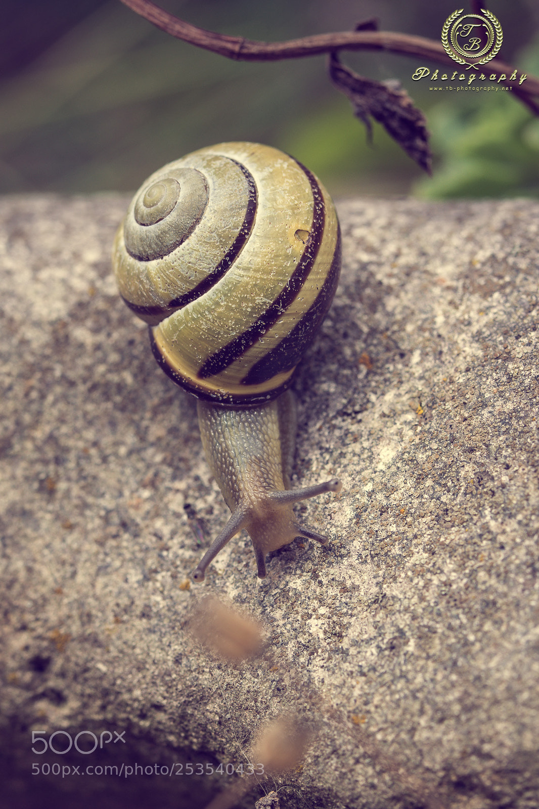Nikon D7200 sample photo. Bänderschnecke photography