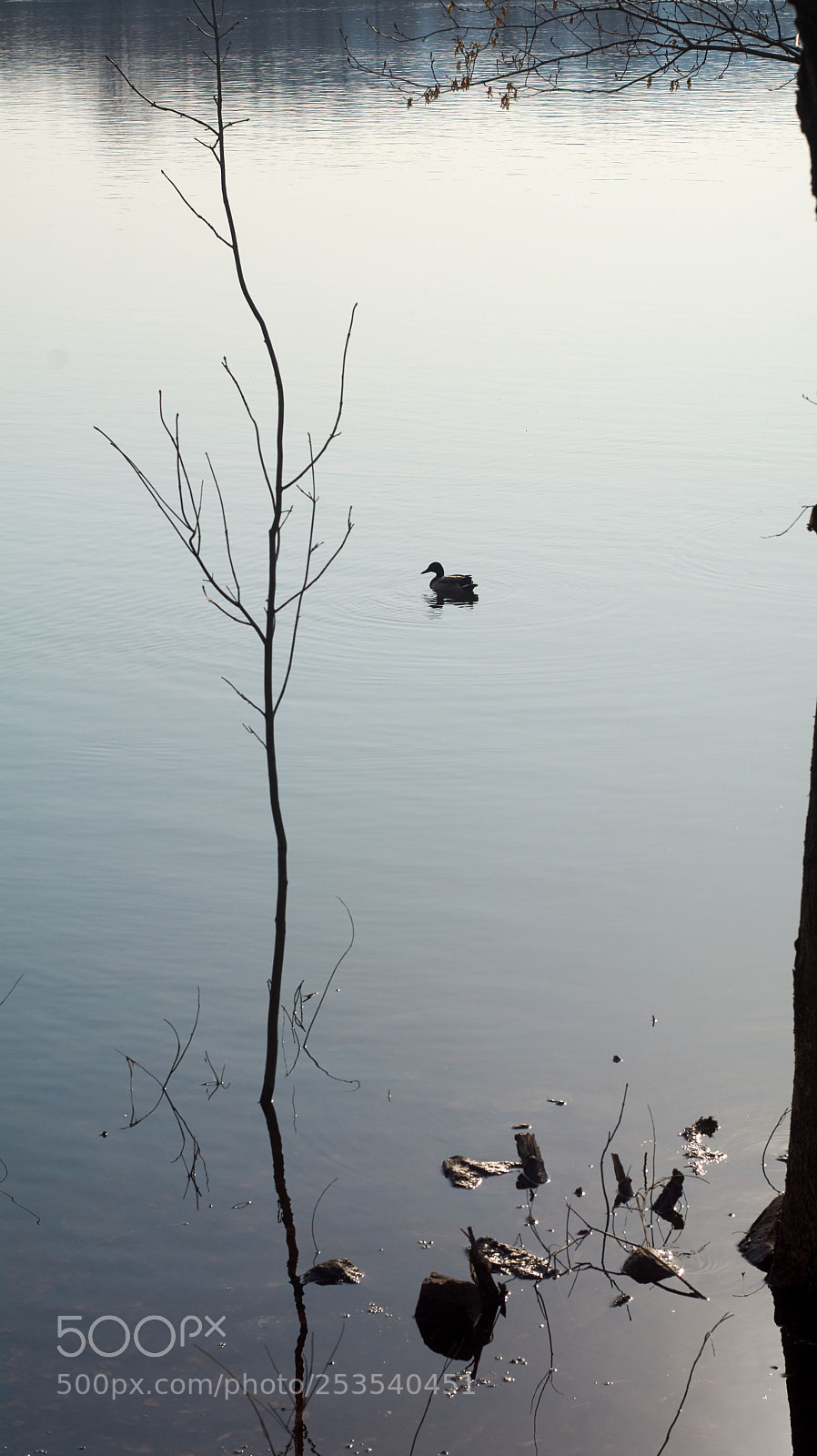Nikon D7100 sample photo. Lone duck photography