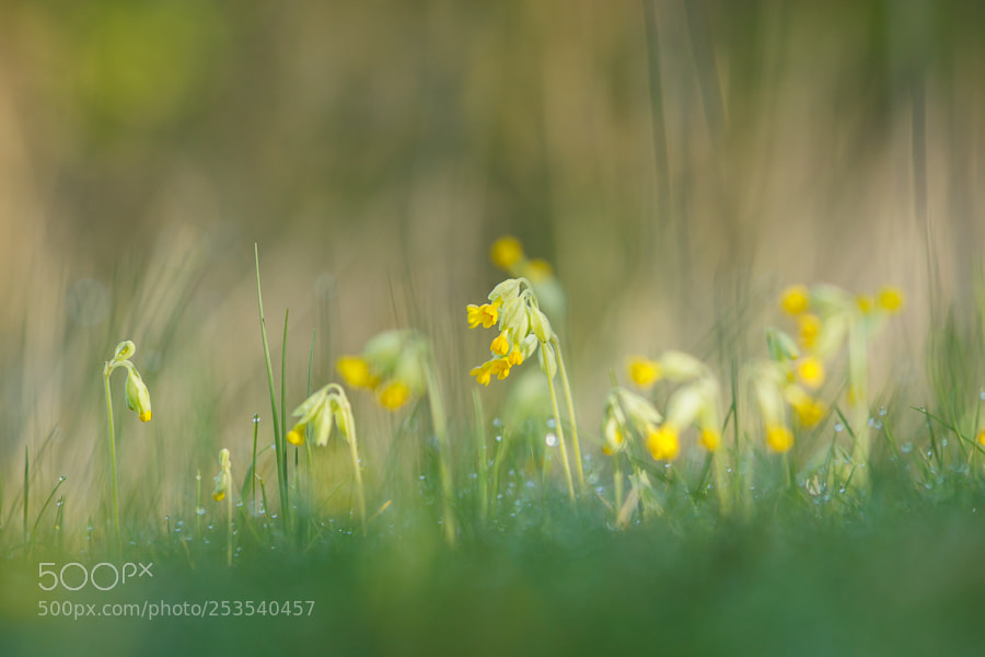 Canon EOS 50D sample photo. Printemps photography