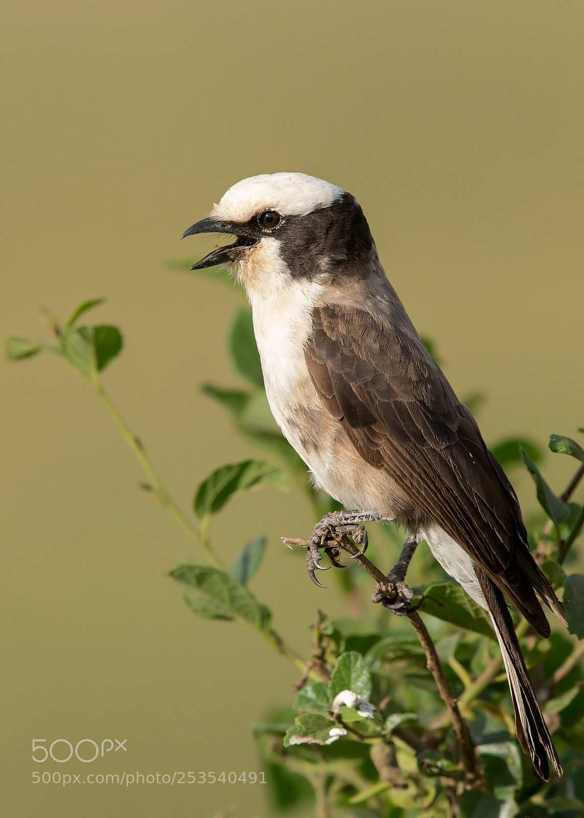 Canon EOS-1D X sample photo. Northern white crowned shrike photography
