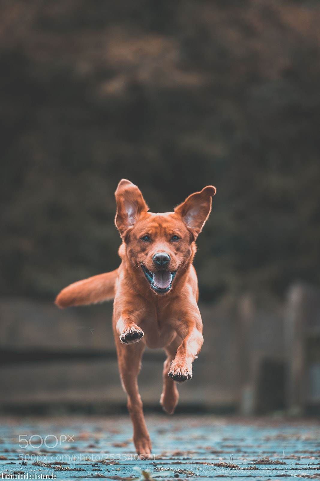 Nikon D850 sample photo. Retriever or shepherd ;-) photography