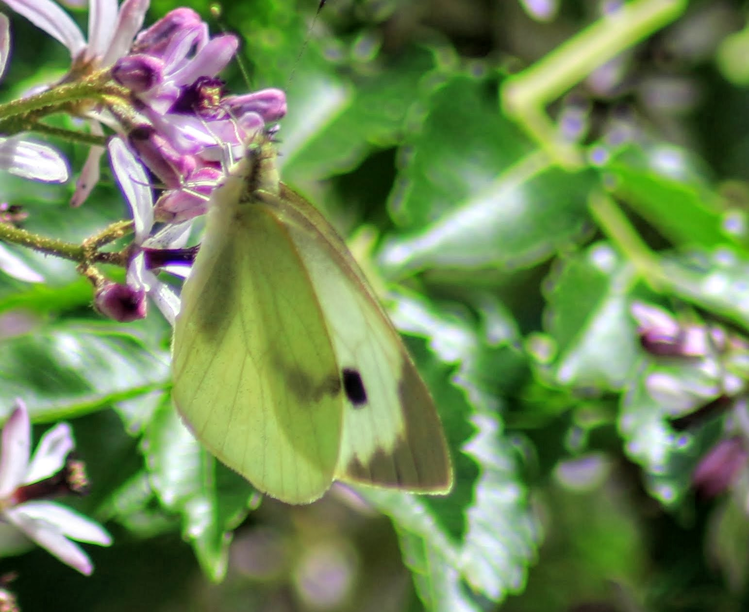 Canon EOS 700D (EOS Rebel T5i / EOS Kiss X7i) sample photo. Butterfly in spring photography