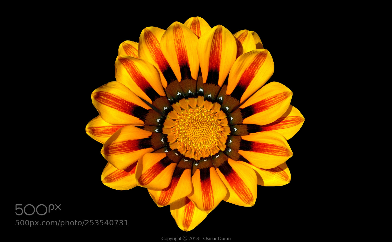 Nikon D300 sample photo. Petals photography