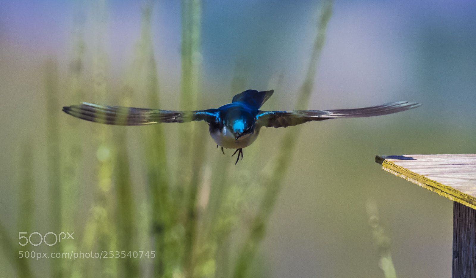 Nikon D5 sample photo. Tree swallow photography