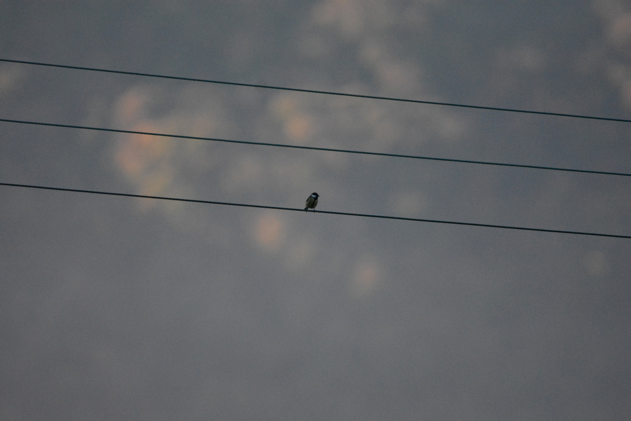 Nikon D5200 sample photo. Alone photography