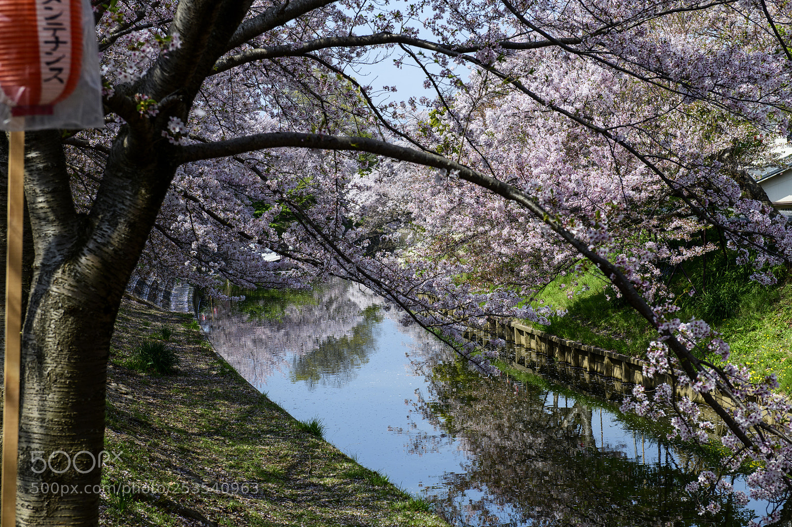 Nikon D850 sample photo. The reflections of sakura photography