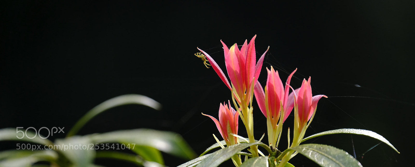 Fujifilm X-T2 sample photo. Little visitor photography