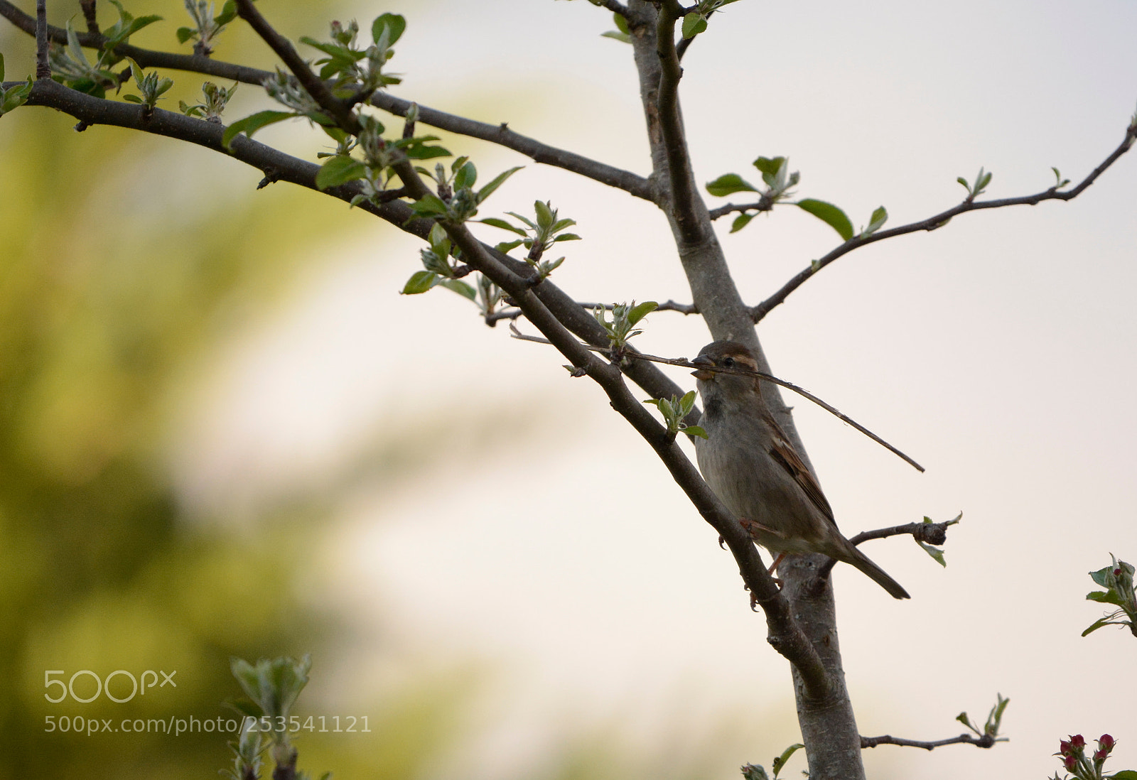 Nikon D7100 sample photo. Passer domesticus photography