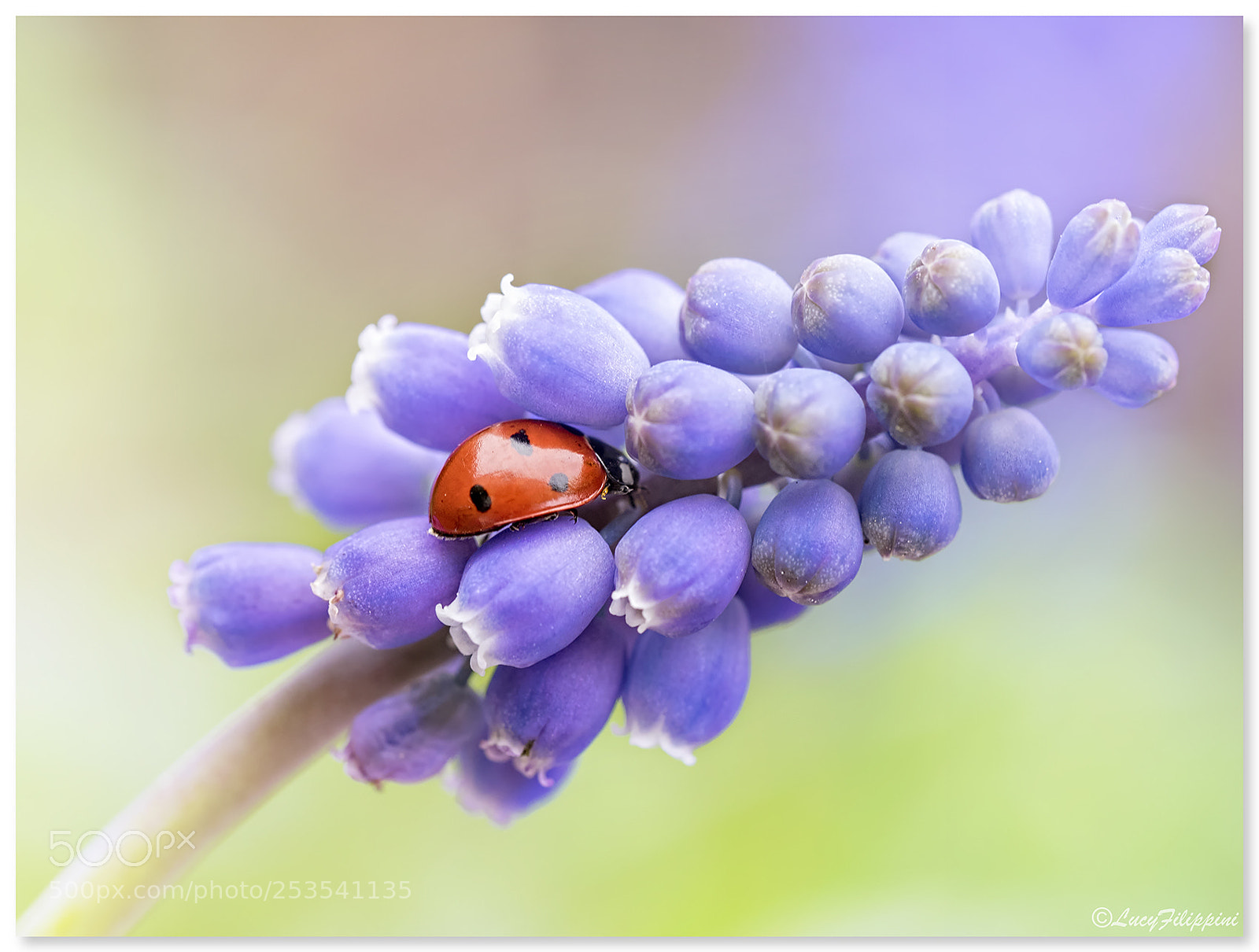 Olympus OM-D E-M1 sample photo. Ladybug on grape hyacinth.... photography