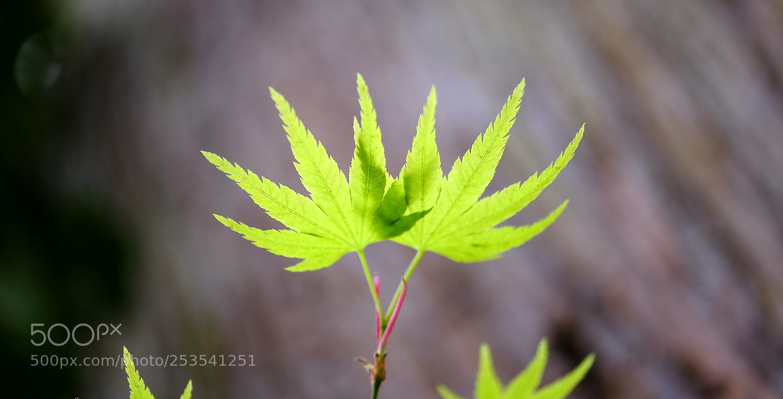 Fujifilm X-H1 sample photo. Intertwined twins photography