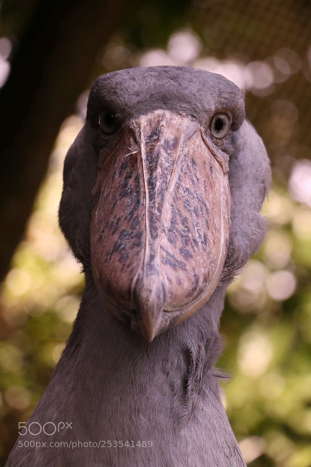 Canon EOS 70D sample photo. Shoebill（ハシビロコウ）＠静岡 photography