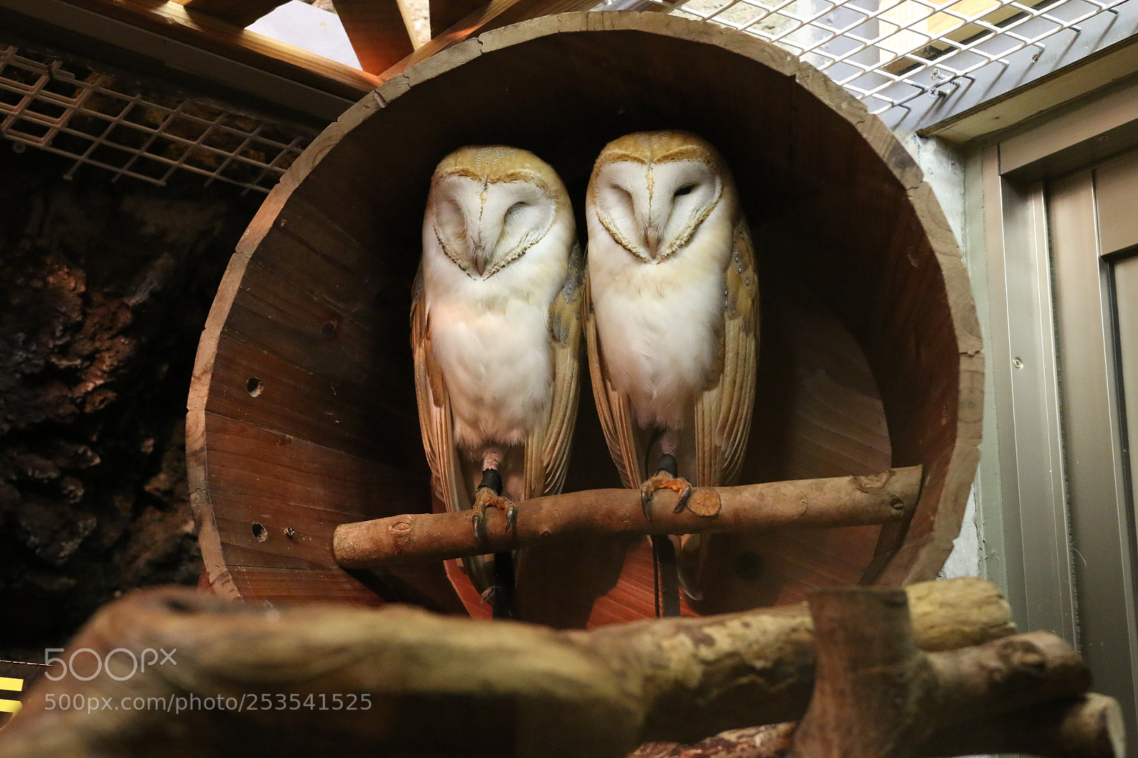 Canon EOS 70D sample photo. Owl couple（フクロウ夫婦）＠静岡 photography