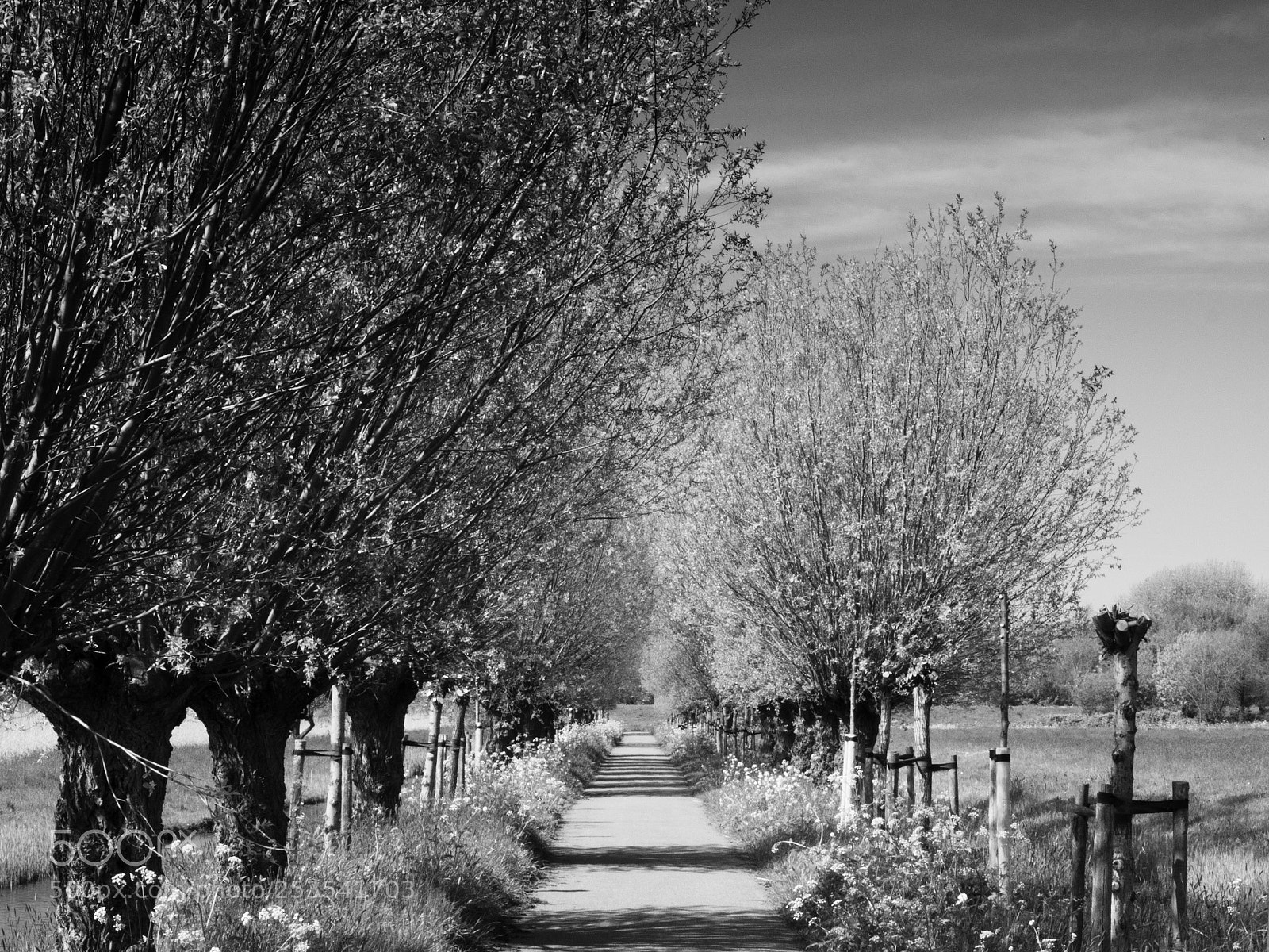 Olympus OM-D E-M5 sample photo. The path photography