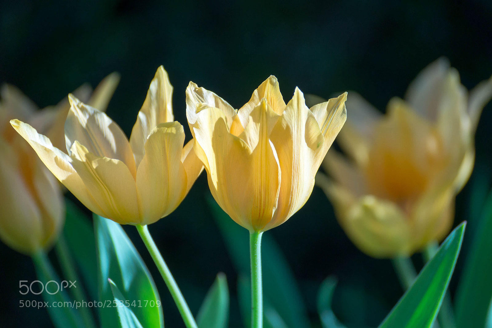 Sony SLT-A58 sample photo. Tulips photography