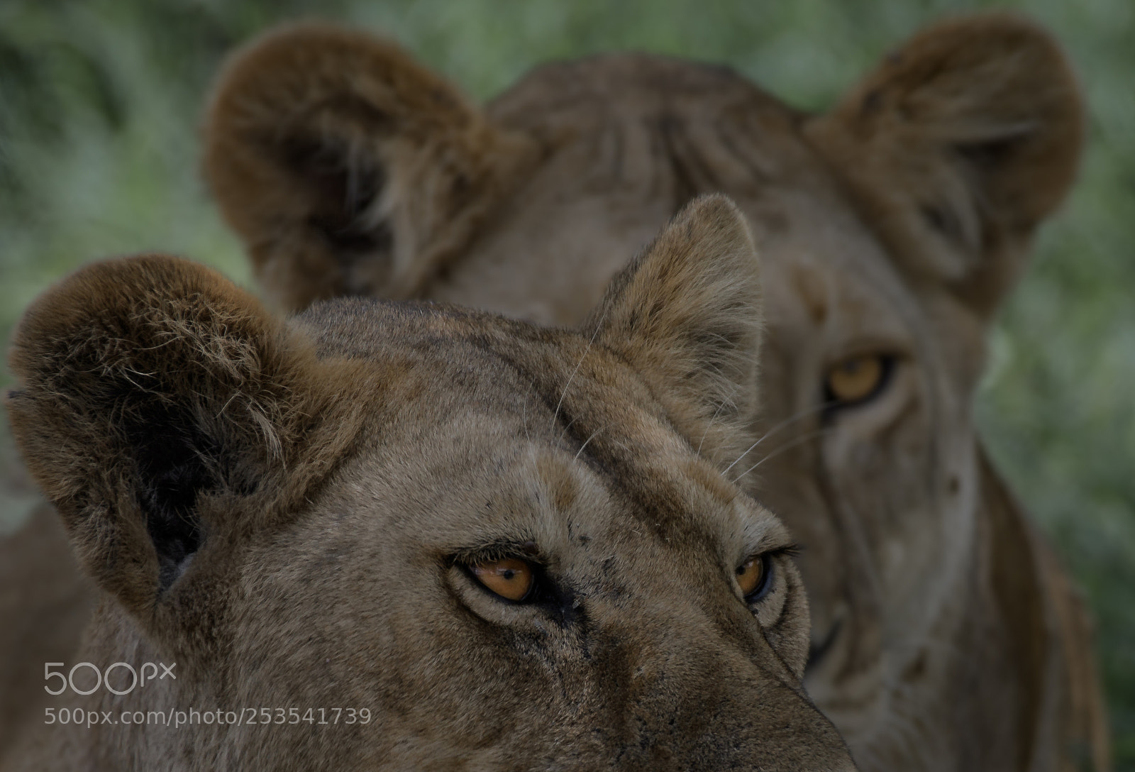 Nikon D500 sample photo. Magical eyes photography
