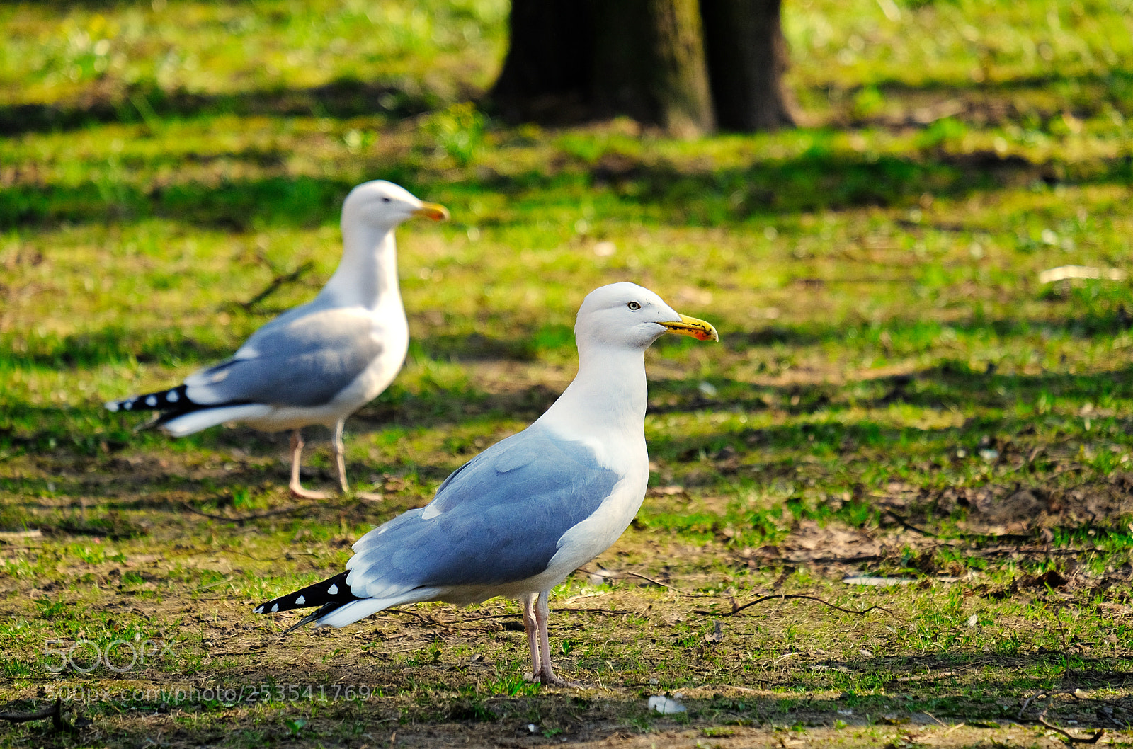 Fujifilm X-T20 sample photo. Seagulls in the park photography
