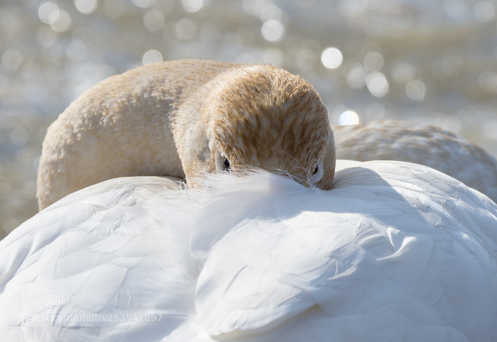 Olympus OM-D E-M1 Mark II sample photo. A young swan that photography